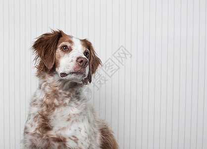 布里塔尼猎犬图片