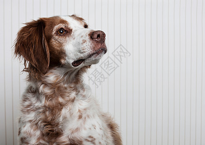 布里塔尼猎犬图片