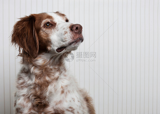 布里塔尼猎犬图片