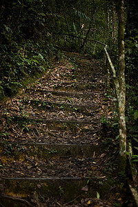 马来西亚基纳巴卢山森林之路图片