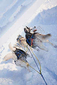 狗拉雪橇图片