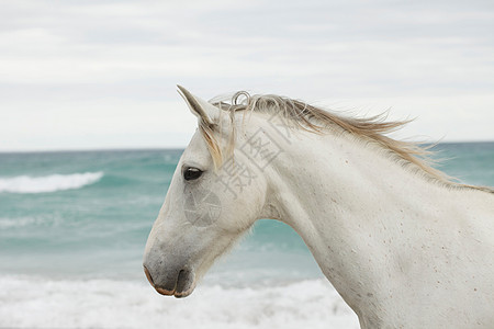 海滩上的白马图片