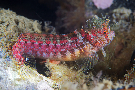 海洋生物图片