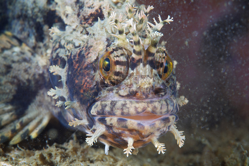 海洋生物图片