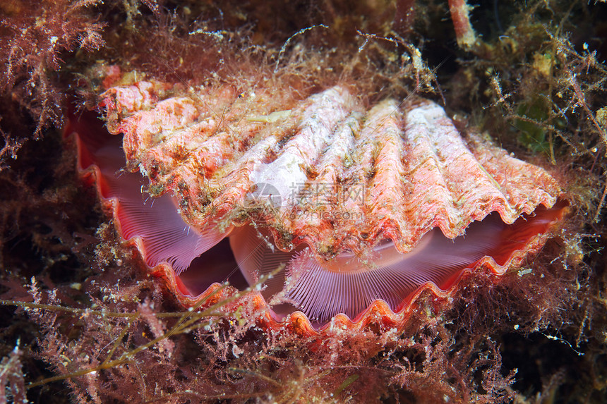 海洋生物图片