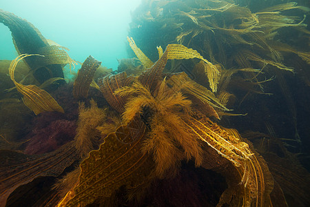 海洋生物图片