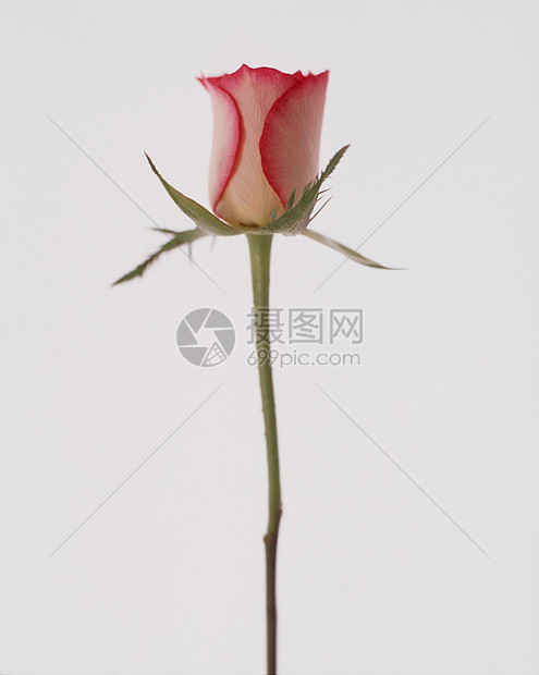 白底单粉红玫瑰花图片
