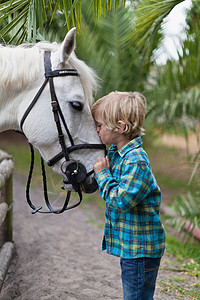 亲吻马的男孩图片