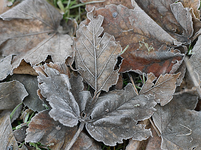 冬季树叶图片