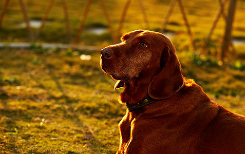 夕阳下的宠物狗图片