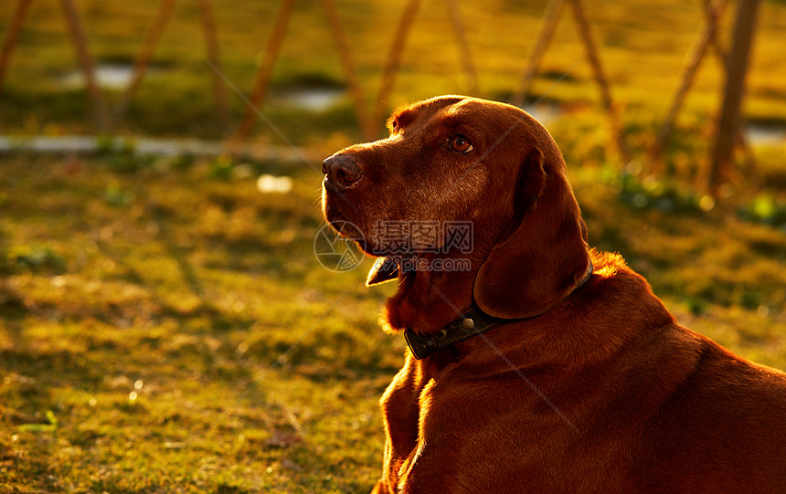 夕阳下的宠物狗图片