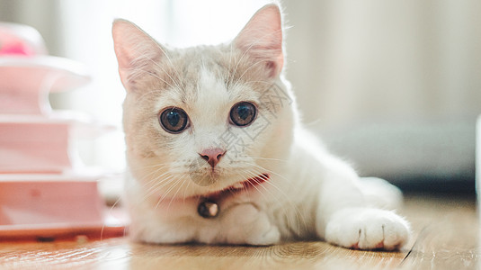 萌宠物宠物猫咪背景