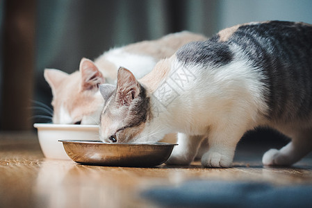 五粮宠物猫咪背景