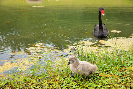 湖边的丑小鸭和黑天鹅图片