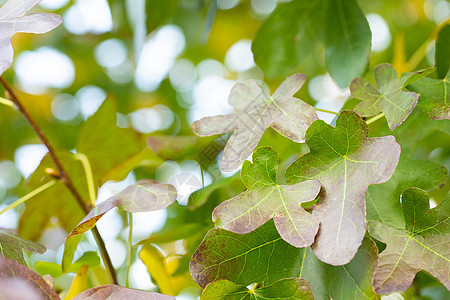 秋季树叶图片
