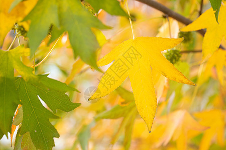 秋季植物元宝枫树叶图片