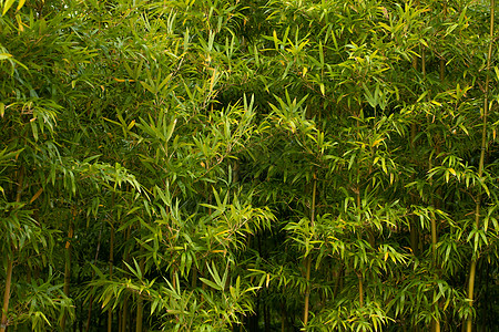 秋季竹林竹叶背景图片