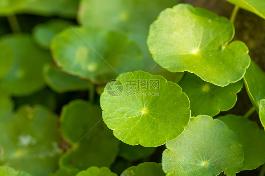 植物香菇草特写图片