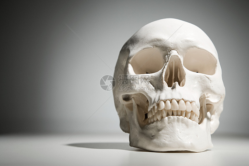 人类头骨图片