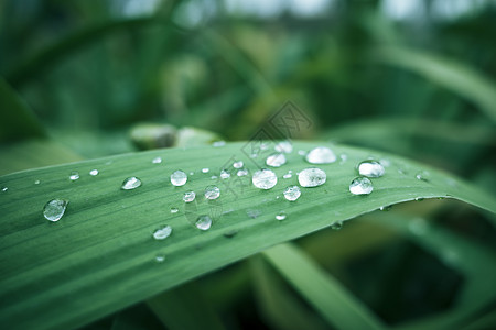 绿叶纹理绿叶上的水珠背景