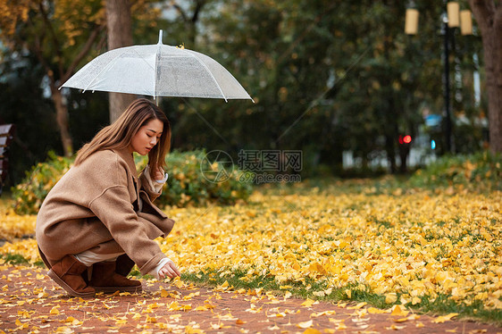 秋季雨天美女撑伞拾银杏叶图片