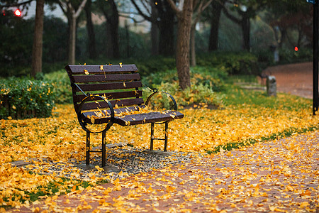 银杏公园秋季下雨天公园里的长凳银杏落叶背景