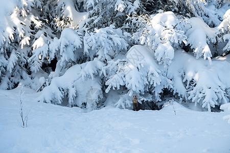 长白山松树吉林长白山雪岭国家森林公园雪地上的紫貂背景