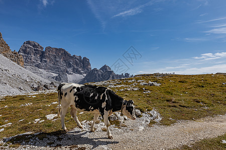 欧洲意大利阿尔卑斯山区天然牧场奶牛高清图片