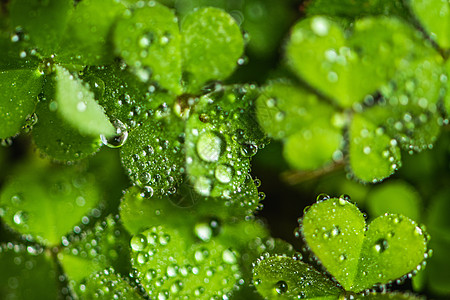 三叶草上水滴叶子上的雨滴背景