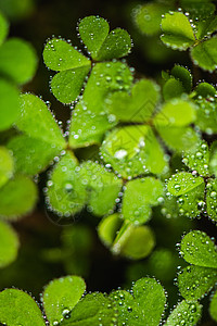 三叶草上水滴叶子上的雨滴背景