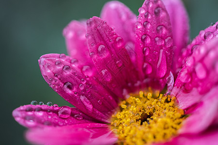 雨滴psd花瓣上的水滴背景