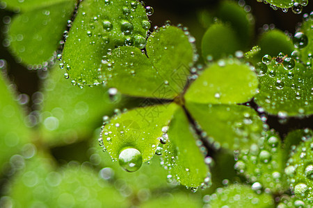 三叶草logo叶子上的雨滴背景