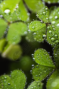 三叶草上水滴叶子上的雨滴背景