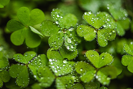 清明节气叶子上的雨滴背景