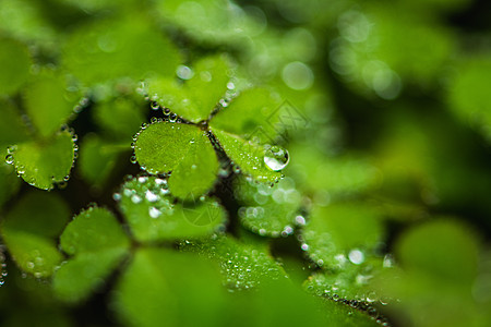 三叶草上水滴叶子上的雨滴背景