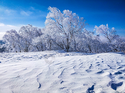 黑龙江雪乡小树林高清图片