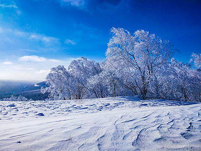 大雪森林黑龙江雪乡森林美景背景