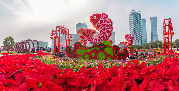 飞雪迎春深圳宝安区迎春花市背景