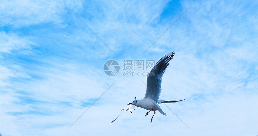 昆明翠湖天空中的红嘴鸥图片