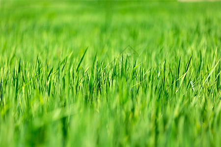 春天草地小草自然高清图片素材