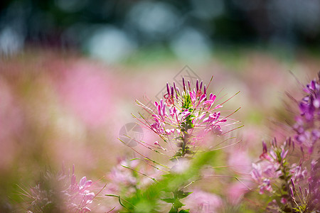 春天的菜春天花朵醉蝶花背景