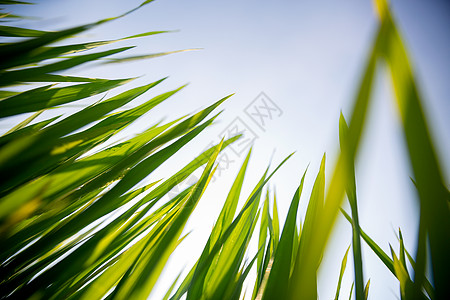 草背景春天小草背景