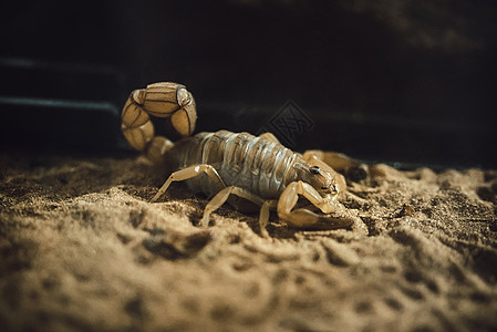 黄肥尾蝎生物炸蝎子高清图片