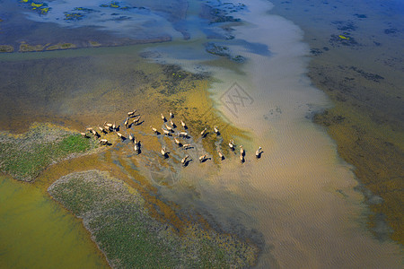 世界遗产黄海湿地麋鹿成群图片
