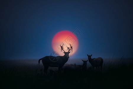 湿地保护区夜晚的海边高清图片