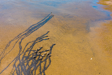 世界遗产黄海湿地羚羊迁徙图片