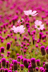 白格桑花素材格桑花背景