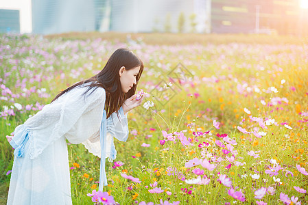 小清新格桑花花海少女闻花香背景