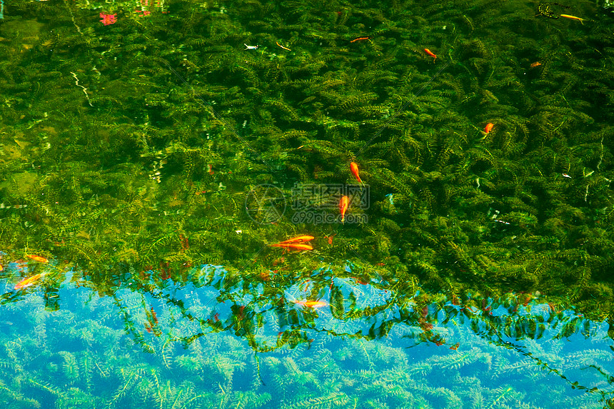 水池里的锦鲤图片