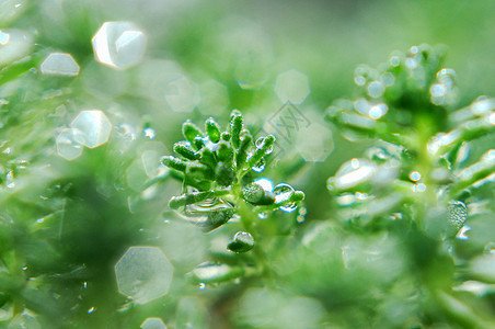 小草雨水露珠图片